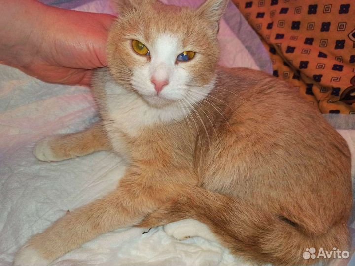 Клеточное содержание.слов нет. В дар. Кошечка