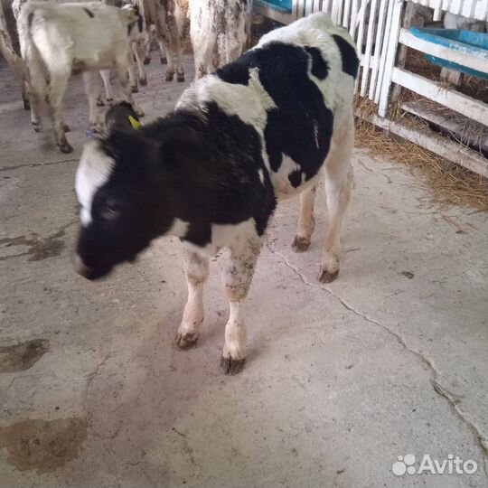 Бычки телята крс