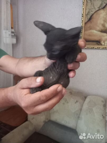 Котята корниш-рекс