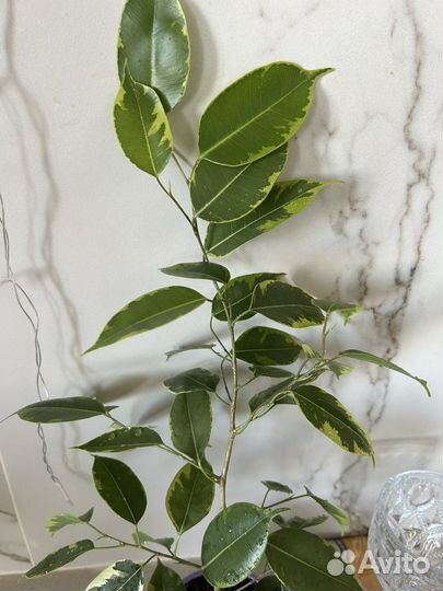 Комнатные цветы