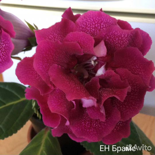 Глоксинии и тидеи