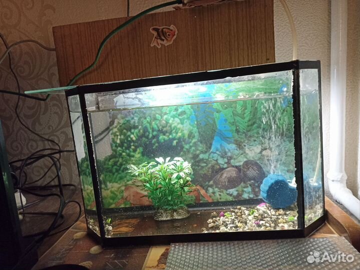 Аквариум 10 литров