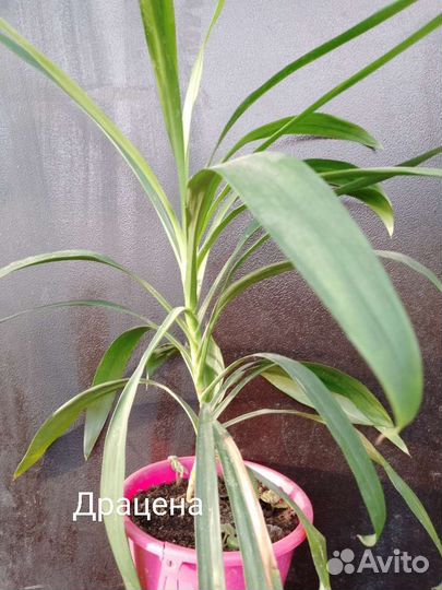 Комнатные цветы