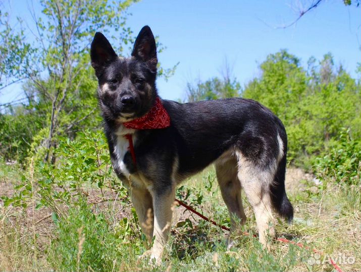 Собака Эмили