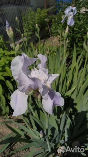 Ирисы бородатые,сортовые