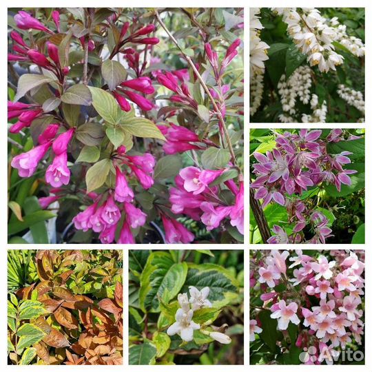 Кольквиция,дейция,вейгела и др