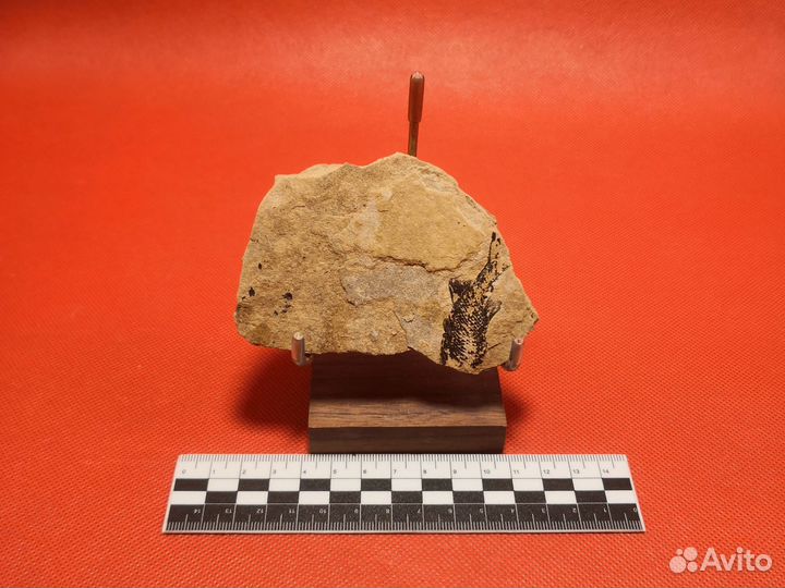 Отпечаток доисторической рыбы