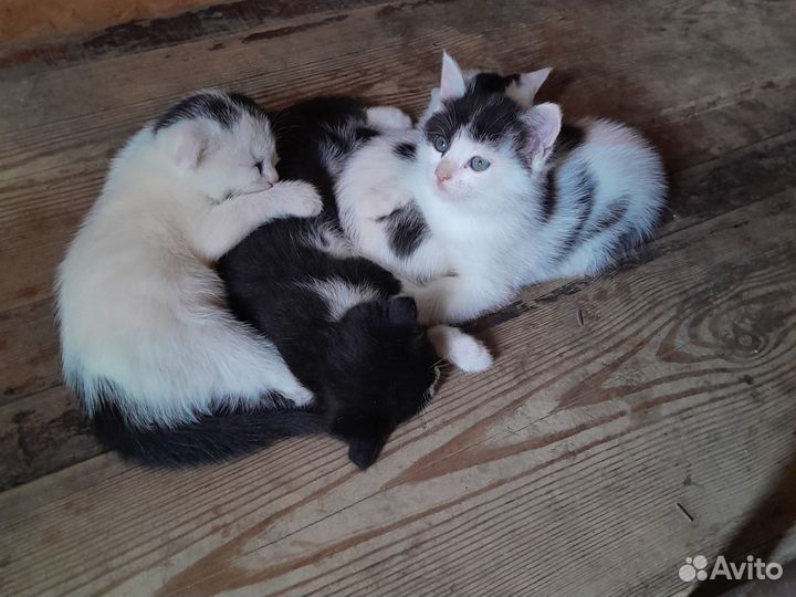 Кошки в добрые руки бесплатно