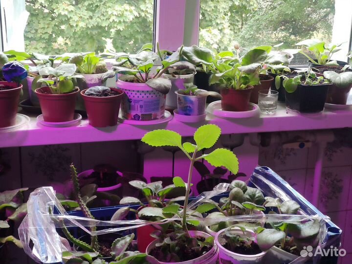 Комнатные цветы фиалки