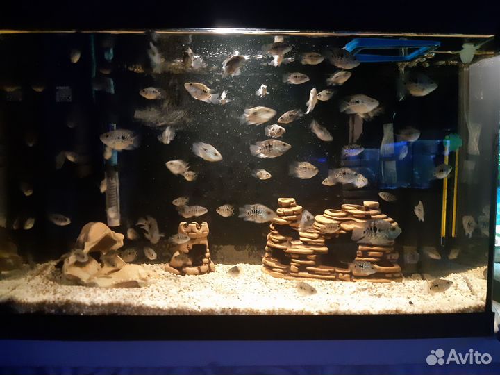 Бриллиантовая цихлазома / попугай