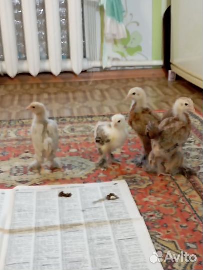 Породистые цыплята, легорн б 33