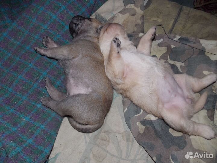 Продажа собак щенков