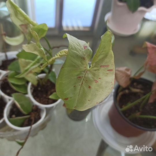 Сингониум Неон,Милк Конфетти,Мохито