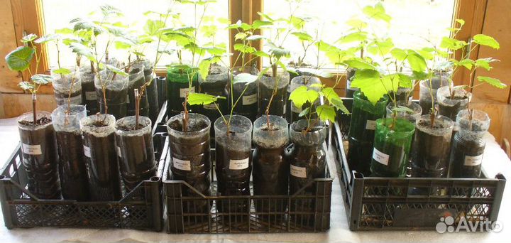 Продам саженцы винограда