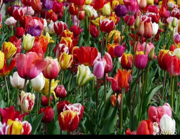 Луковицы тюльпанов