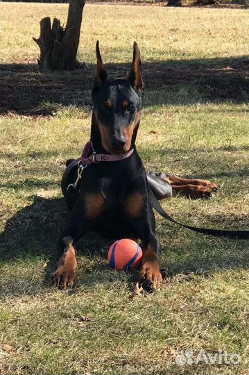 Выгул собак-13 лет