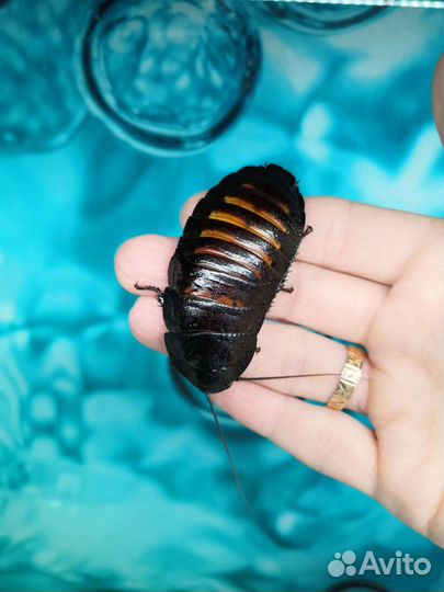 Улитки ахатины, тараканы, чайный гриб