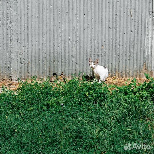 Котята погибают