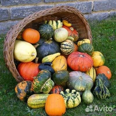 Семена декоративной тыквы