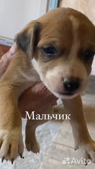 Щенки питбуль