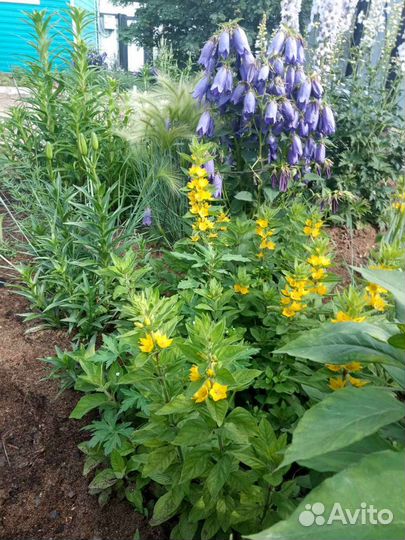 Крупный синий колокольчик 