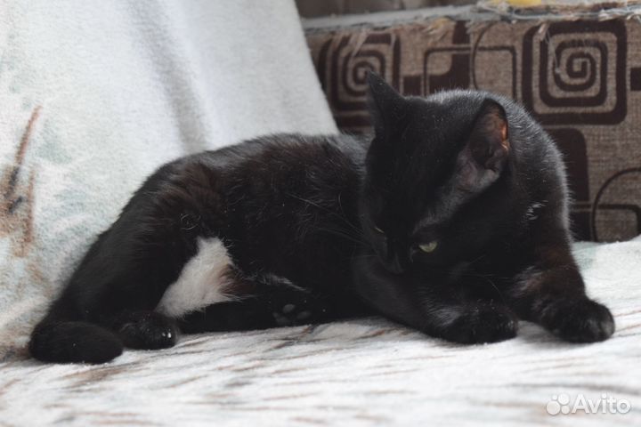 Кошка ищет дом
