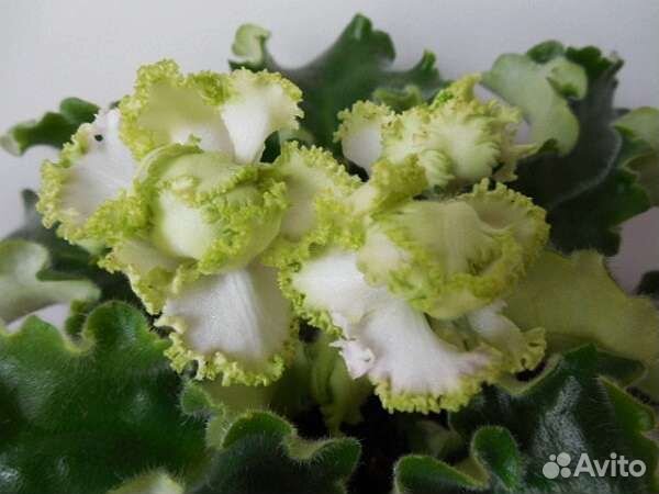 Фиалка Buckeye seductress