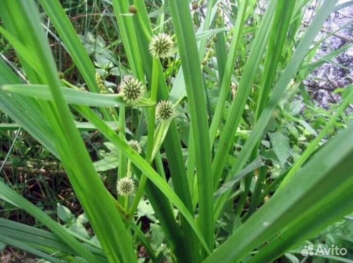 Растения для водоема и Вашего сада