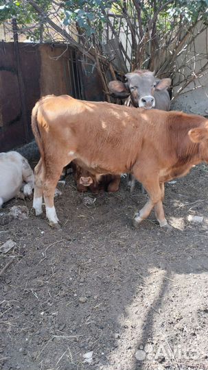 Бычки на откорм