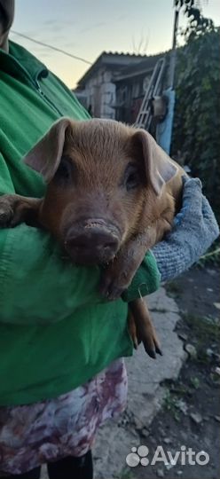 Поросята дюрок