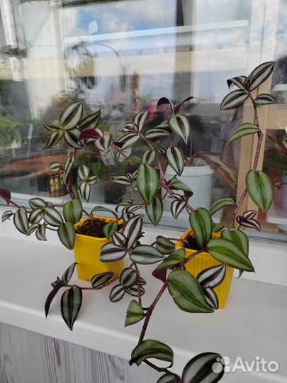 Традесканция зебрина