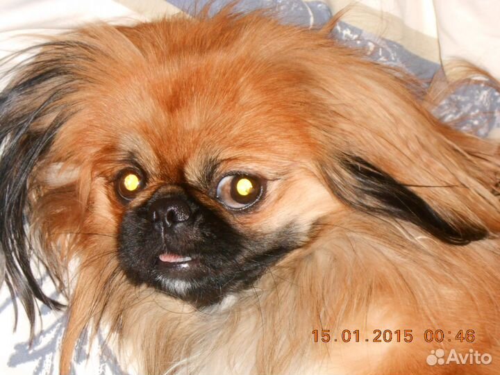 Пекинес для вязки