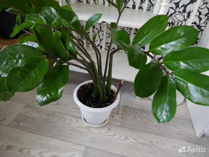 Замиокулькас