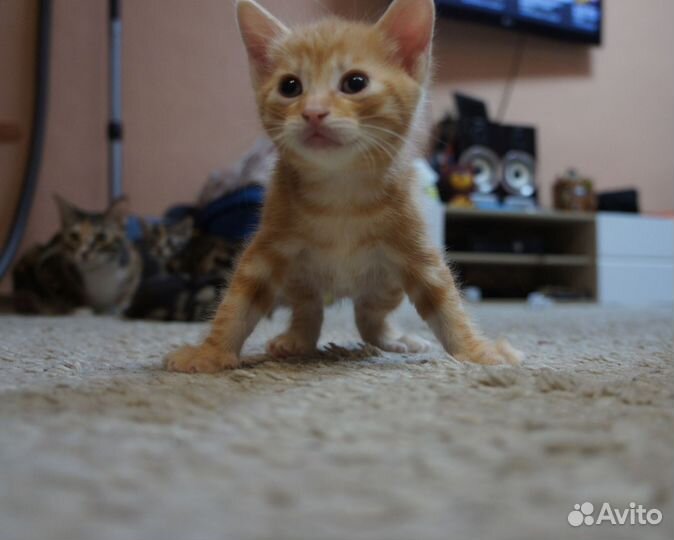 Курильский бобтейл