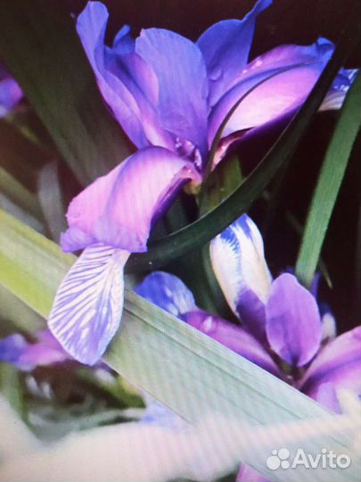 Растения для сада и дома