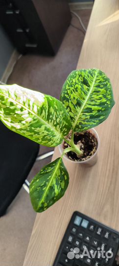 Диффенбахия Рефлектор