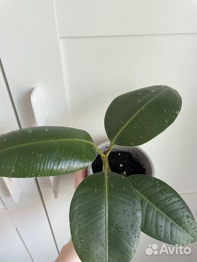 Фикус эластика