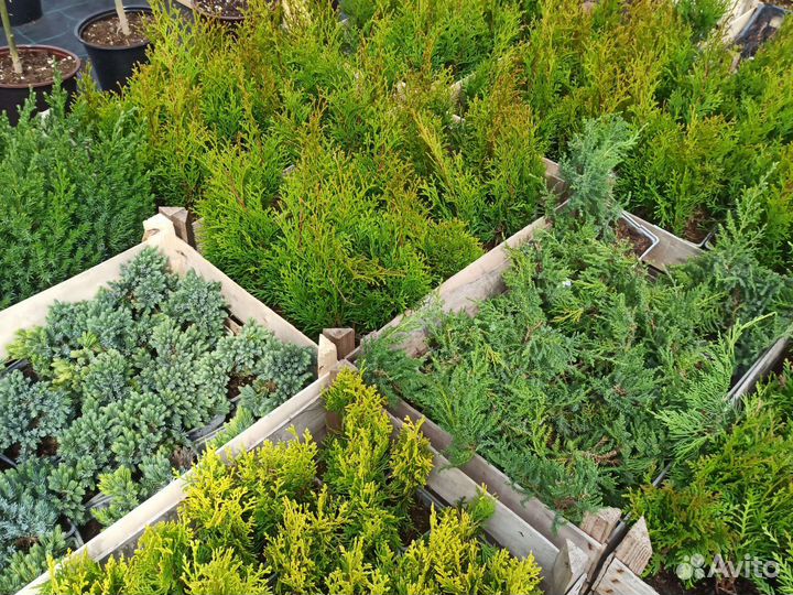 Туя, Можжевельник