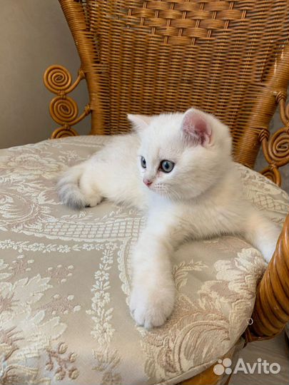 Британская кошка