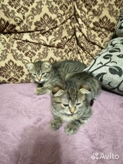 Отдам в добрые руки