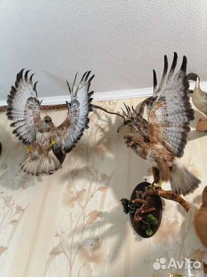 Чучело Птицы