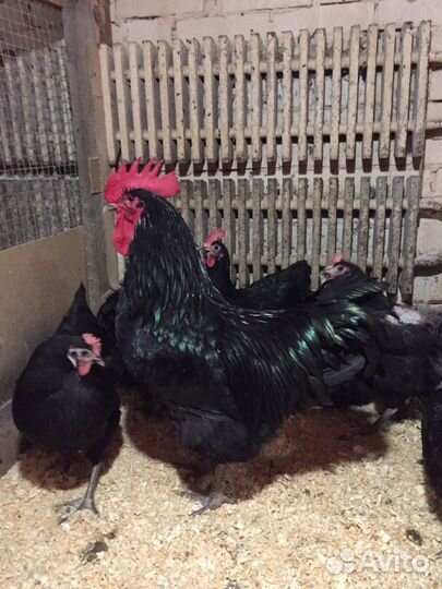 Джерсийский гигант куры цыплята яйцо доставка