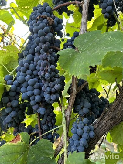 Виноград качич