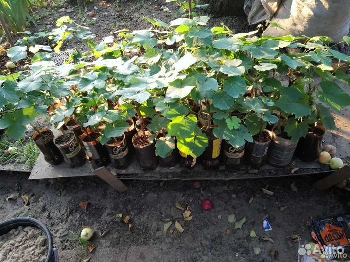 Саженцы, черенки винограда