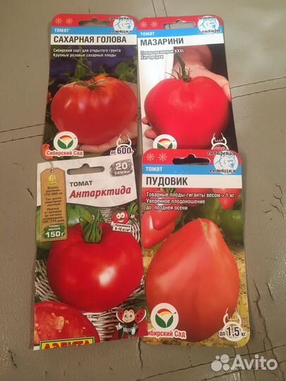 Рассада томатов