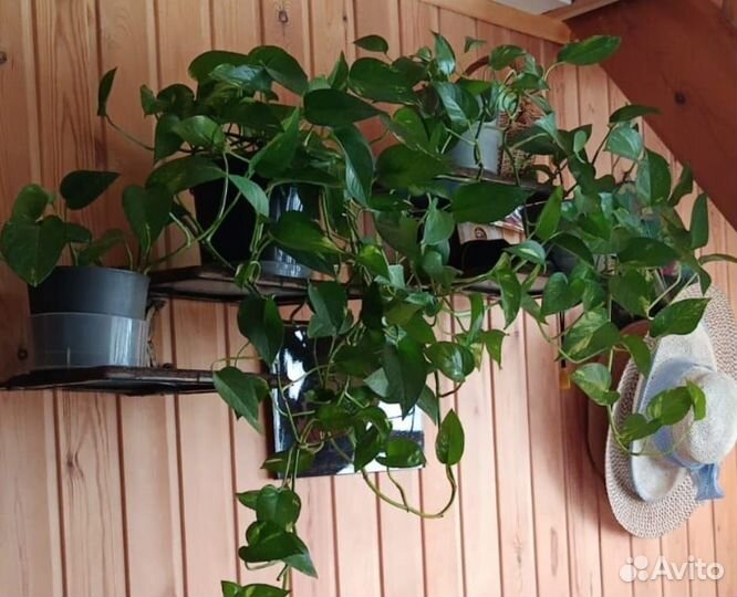 Сциндапсус