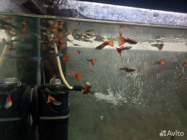 Аквариумные рыбки Гуппи (Красная кобра)