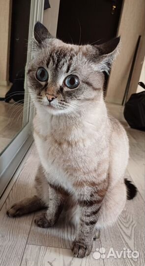 Кошка