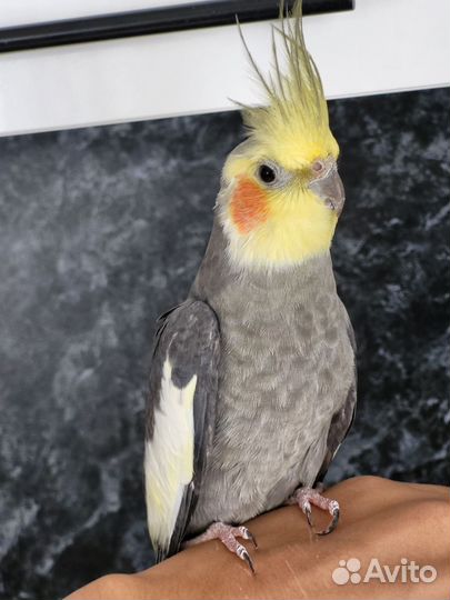 Попугай корелла с клеткой