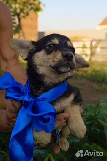 Щенок мальчик красавчик